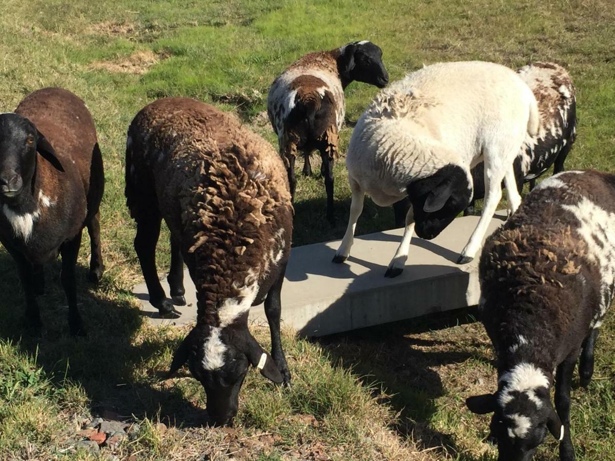 On Keppies - Bnb - Family Farm & Wedding Guest Accommodation Paterson Nsw エクステリア 写真